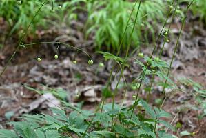 2025-08039904 Tower Hill Botanic Garden, MA